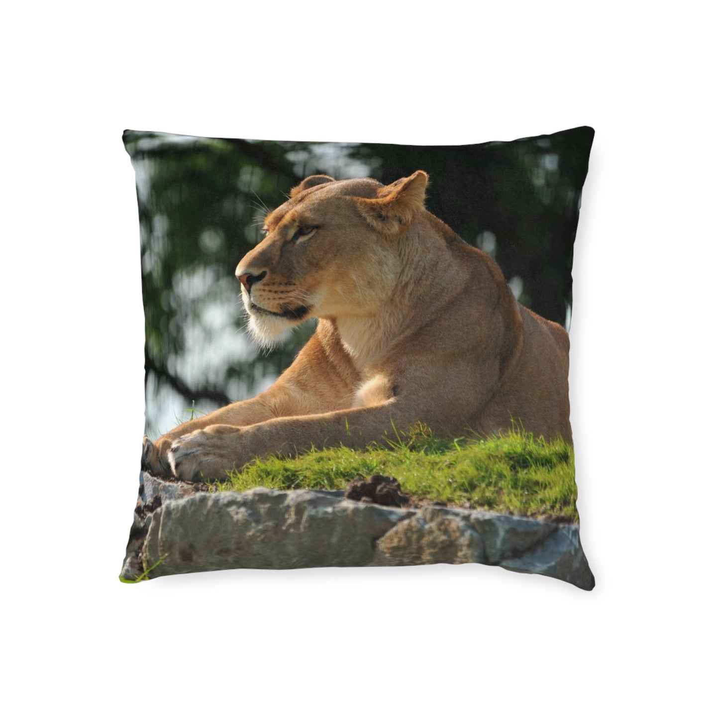 Lion Female