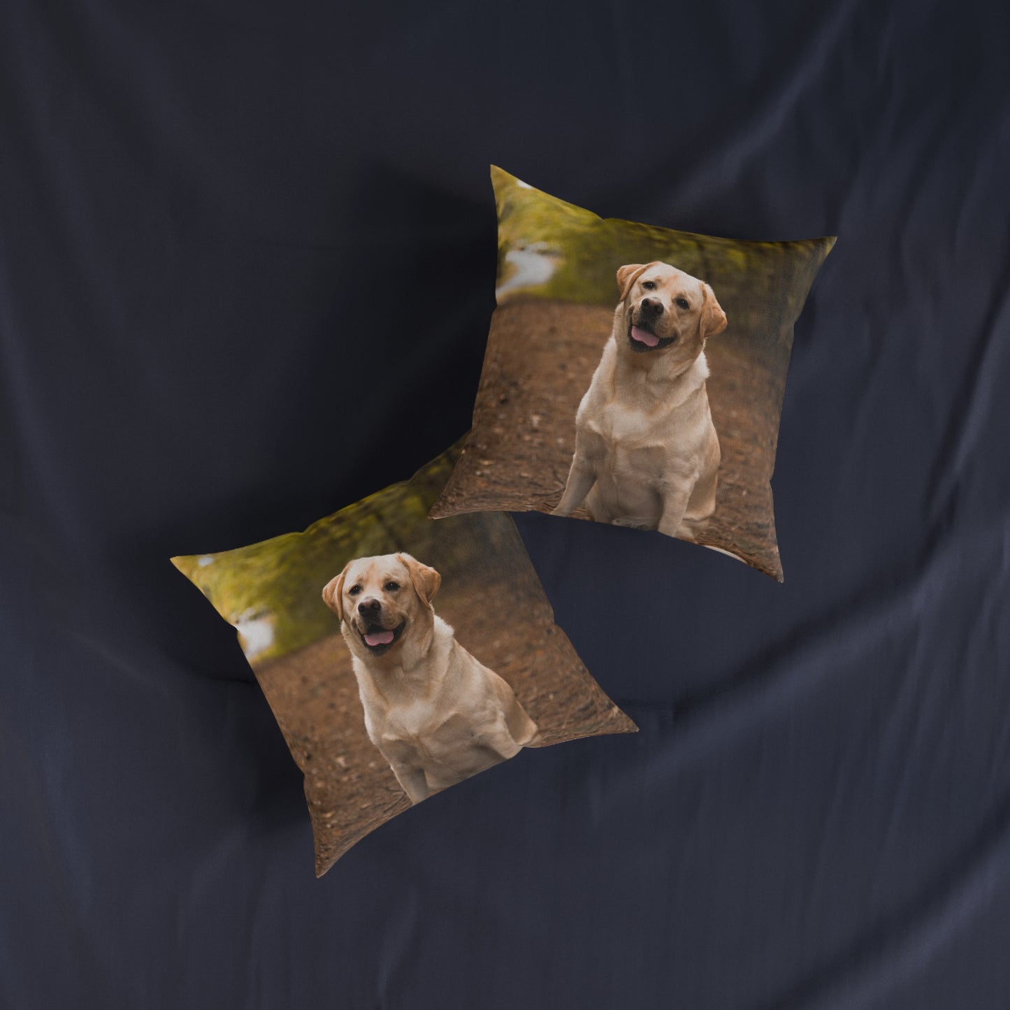 Labrador Retriever Dog