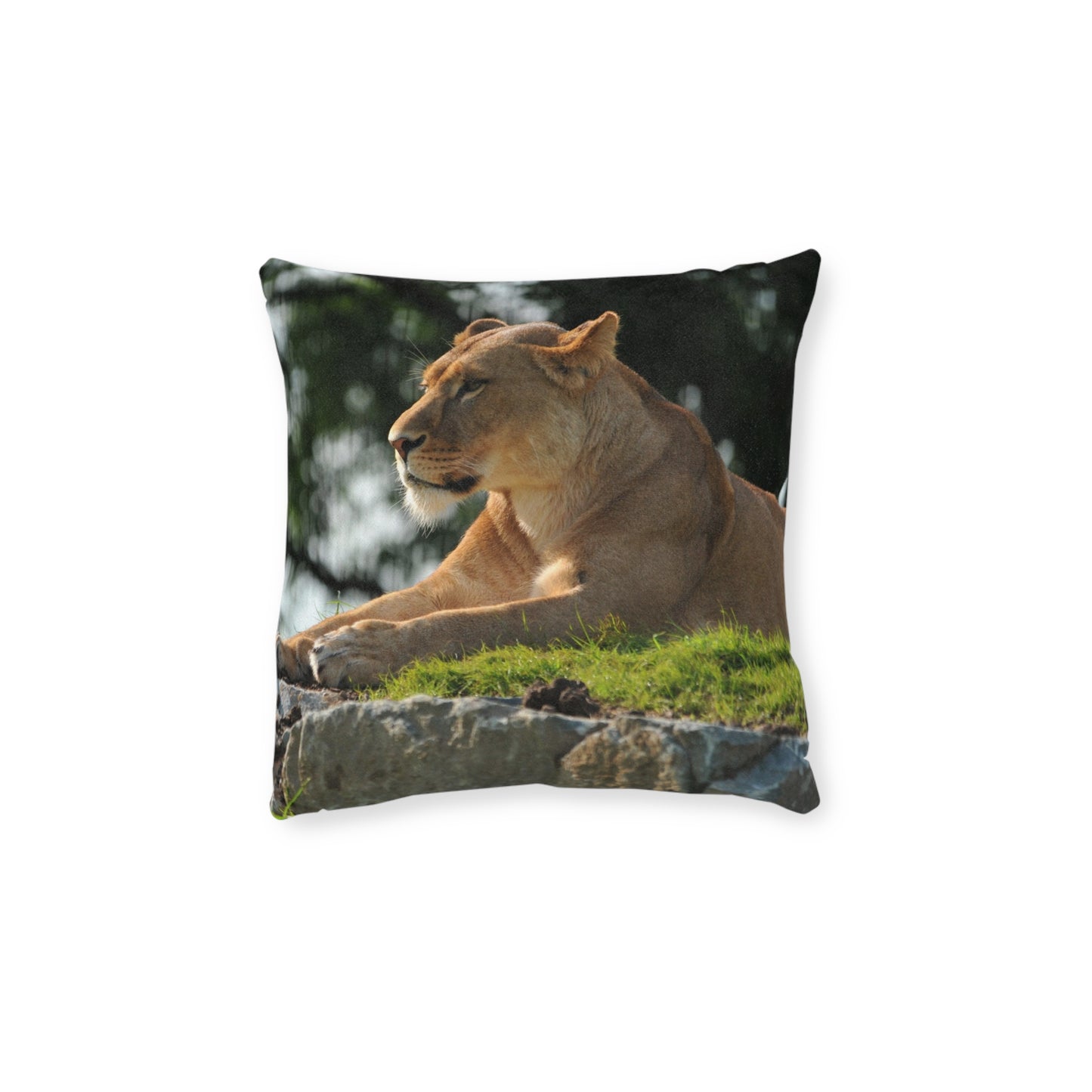 Lion Female