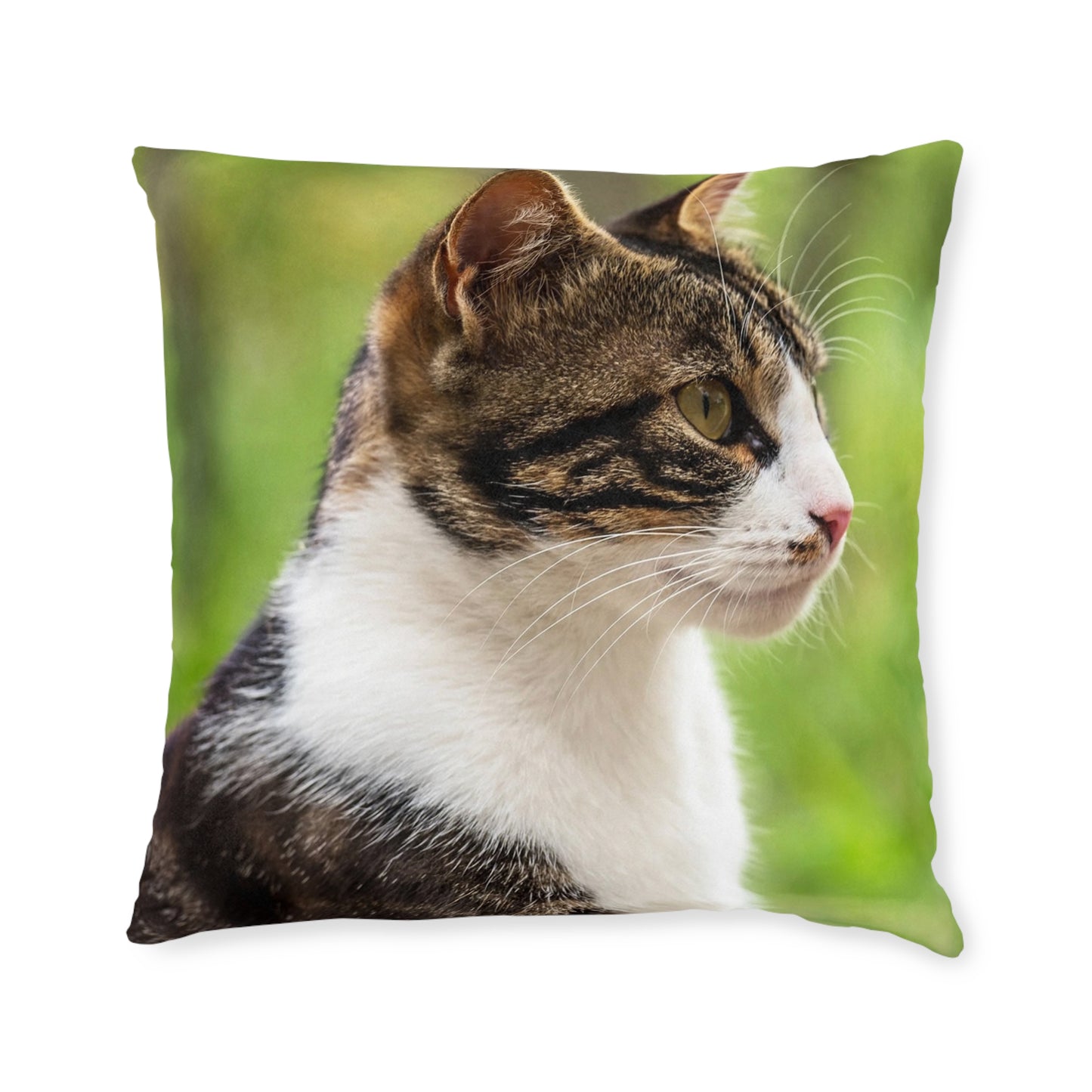 House Cat