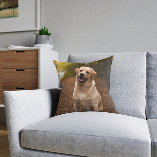 Labrador Retriever Dog