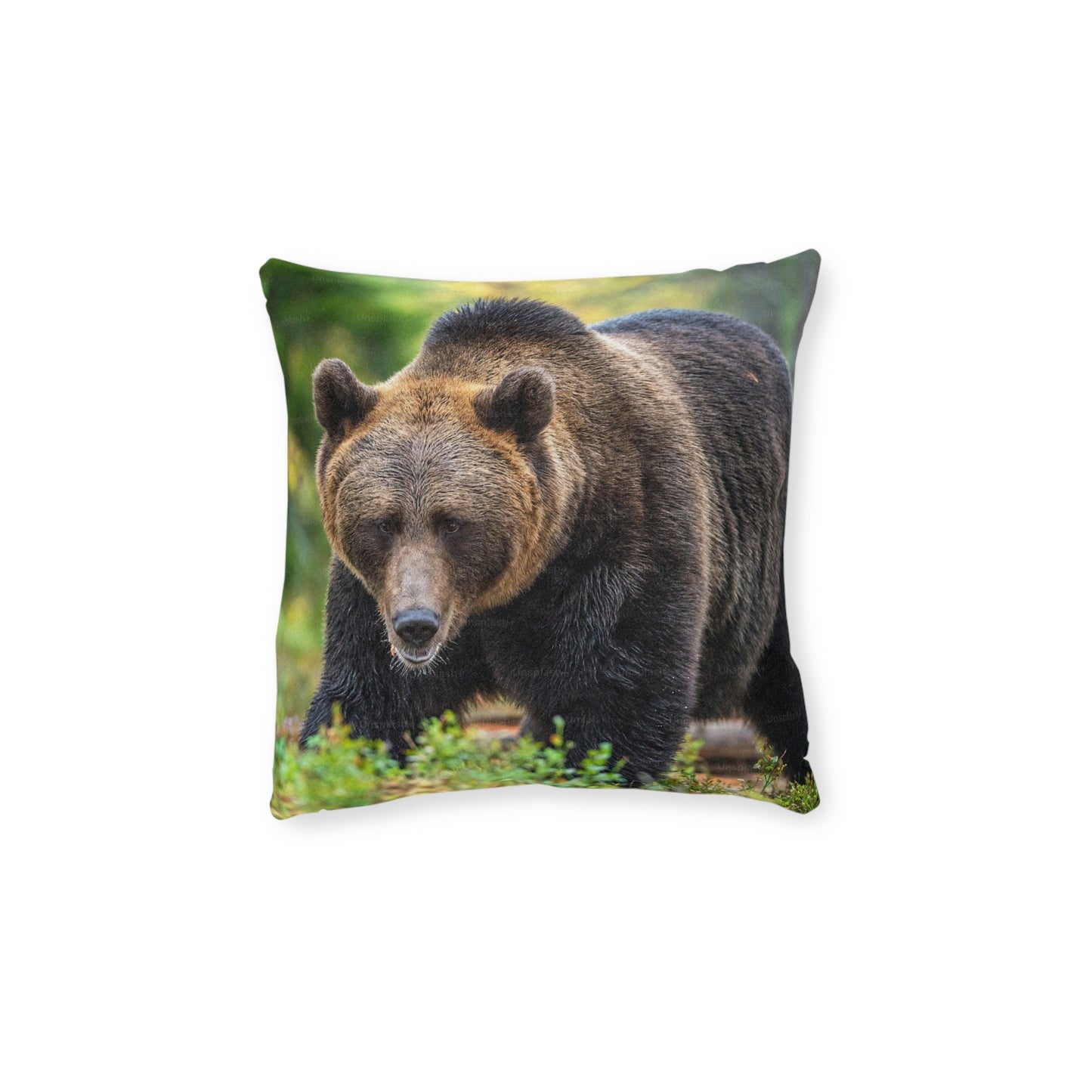Brown Bear