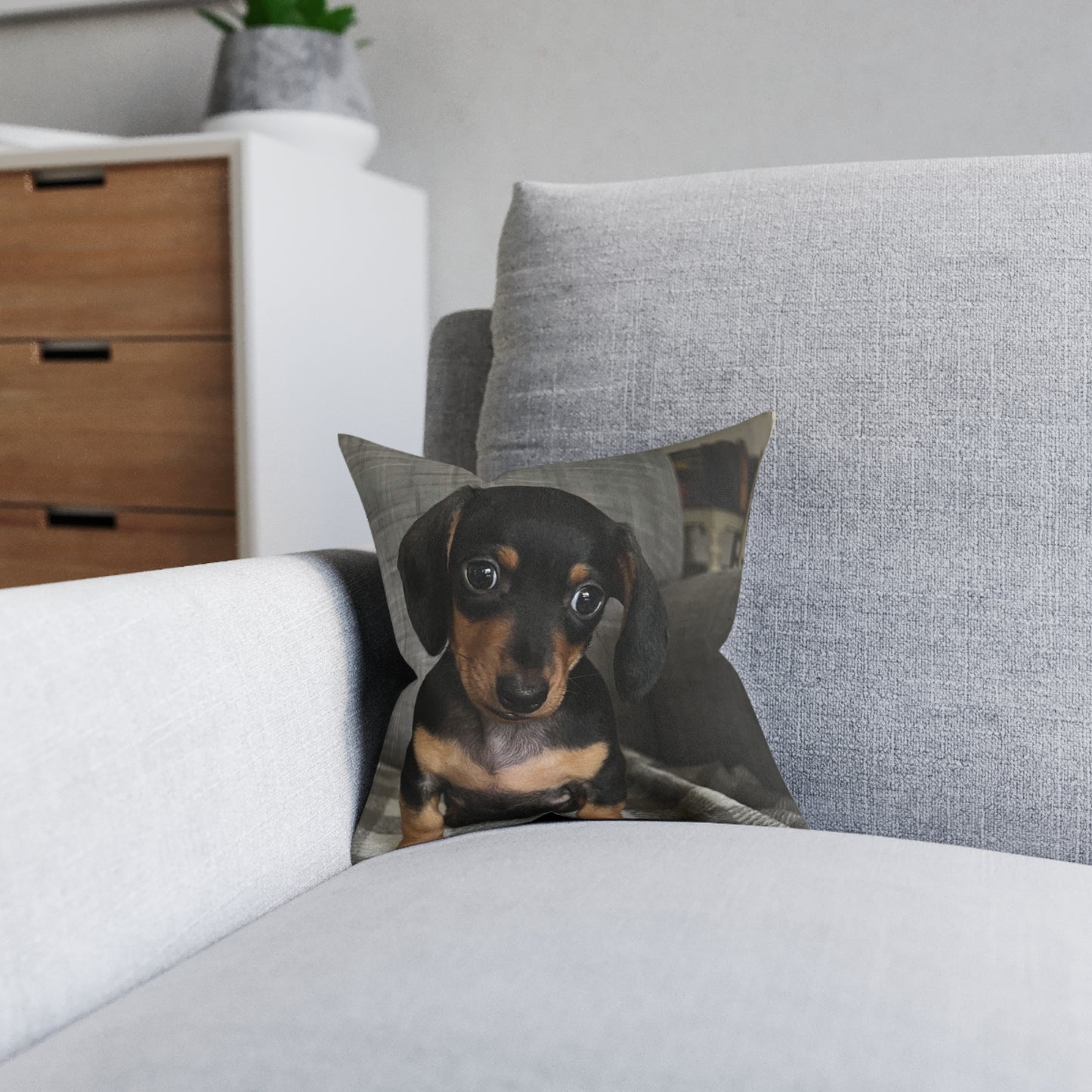 Dachshund Dog