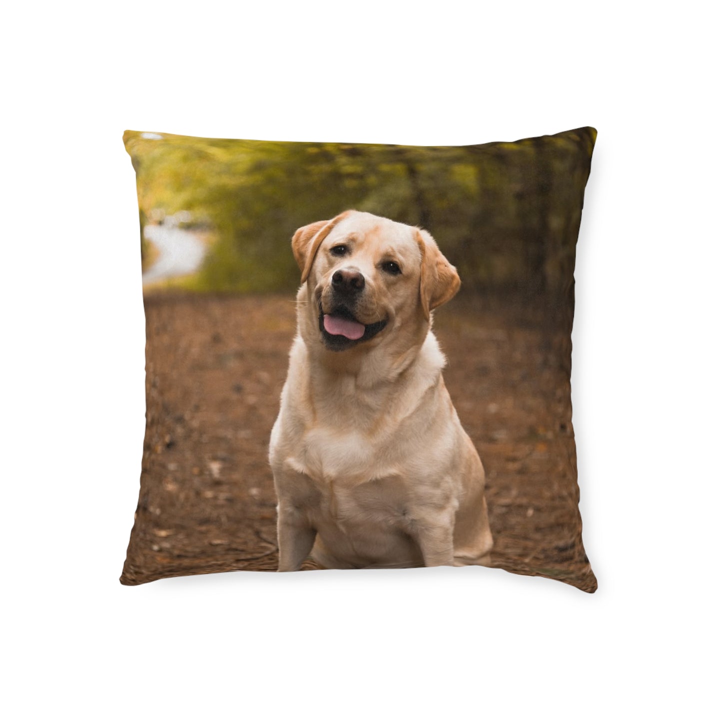 Labrador Retriever Dog
