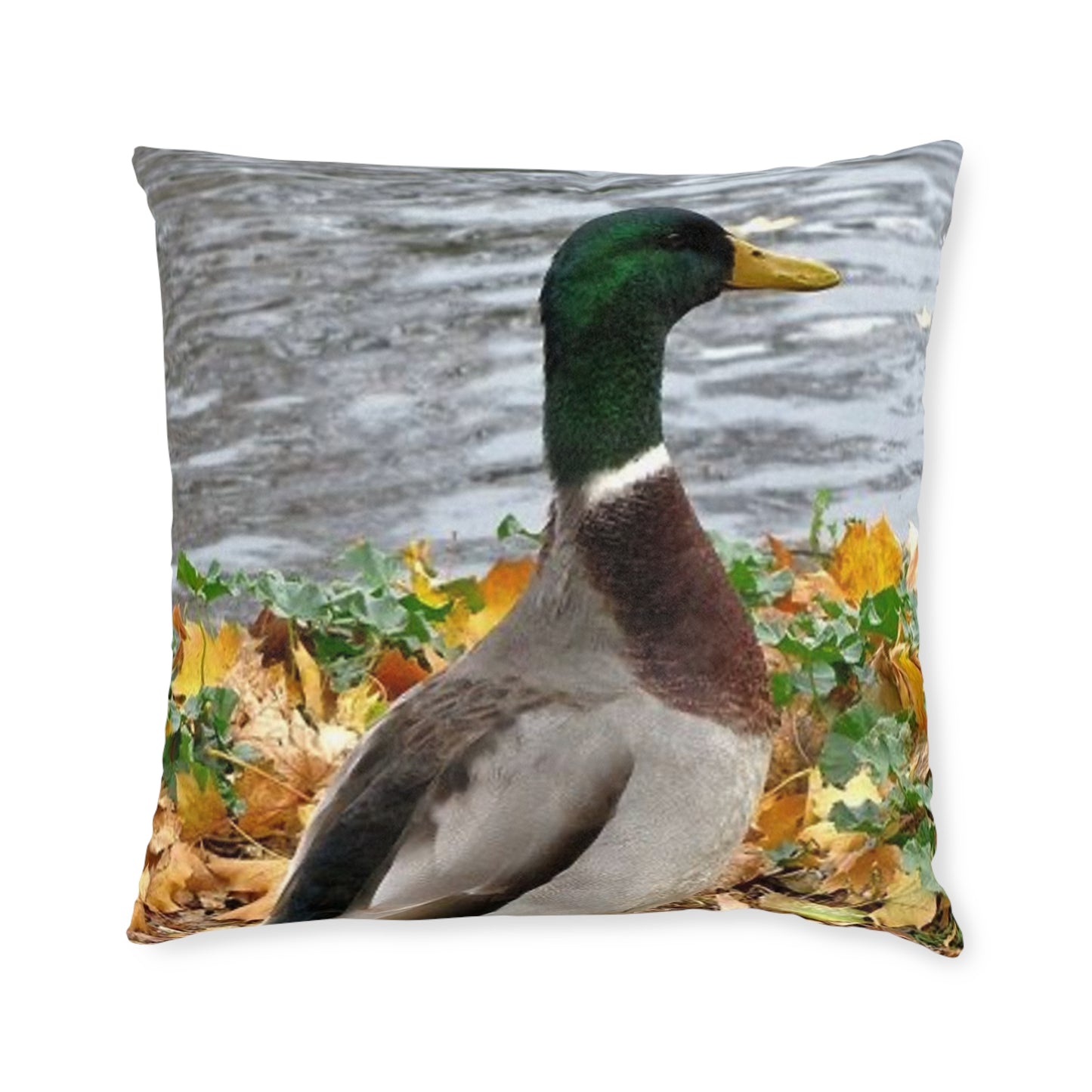 Duck 2