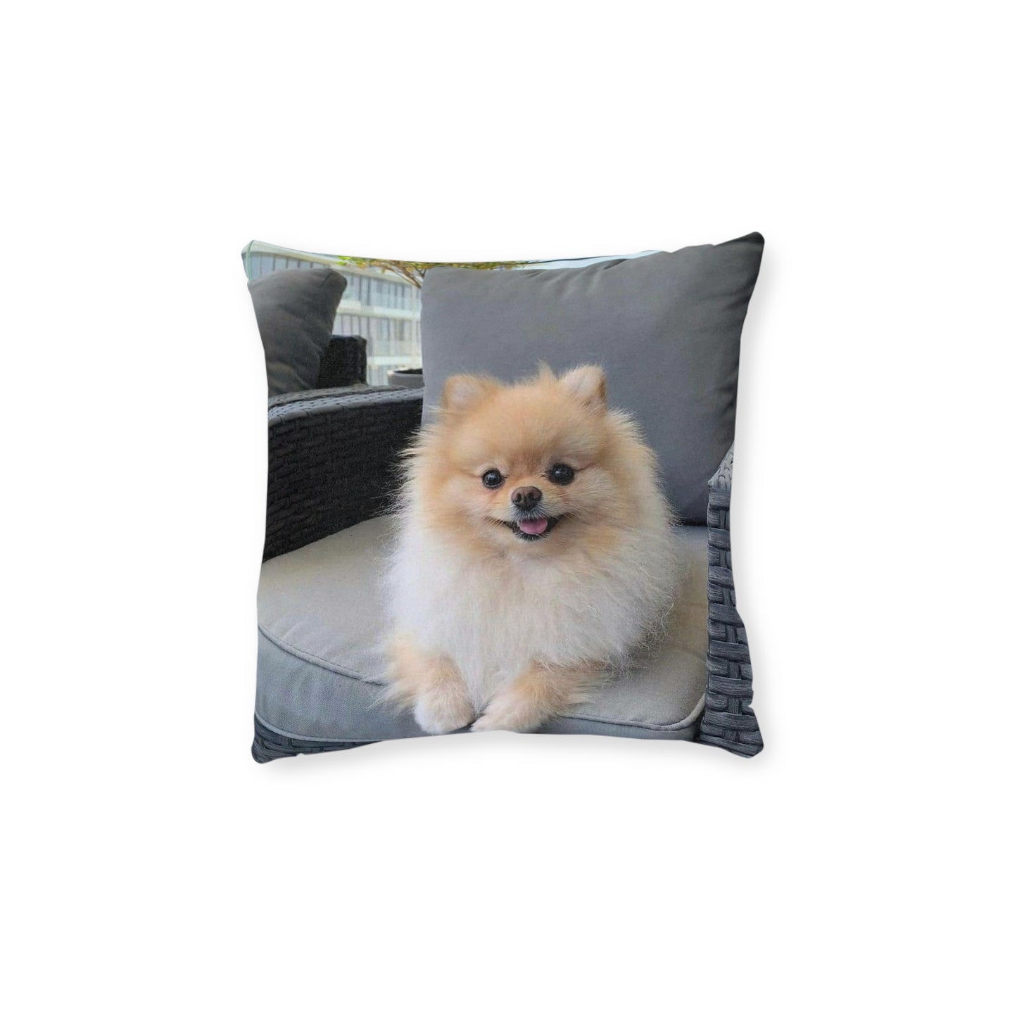 Pomeranian Dog