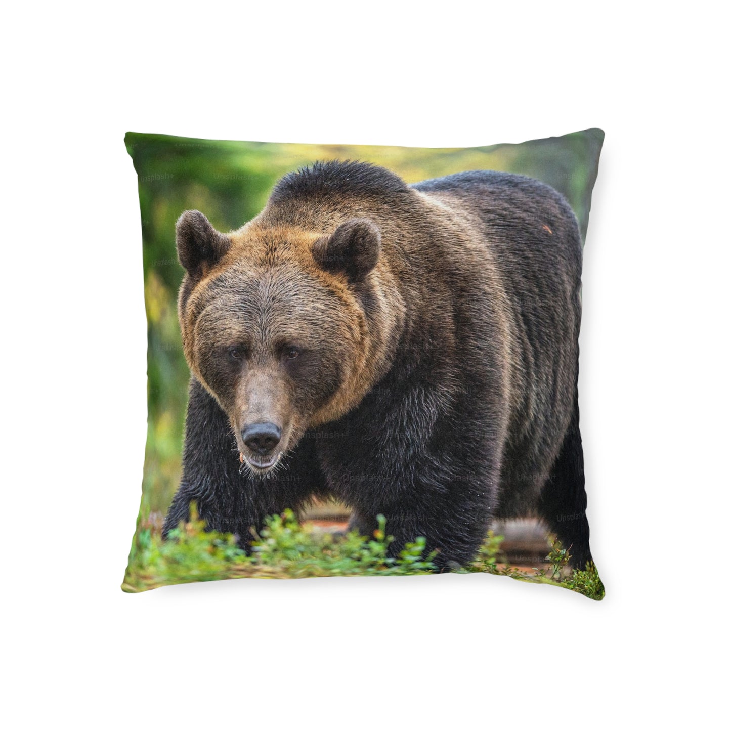 Brown Bear