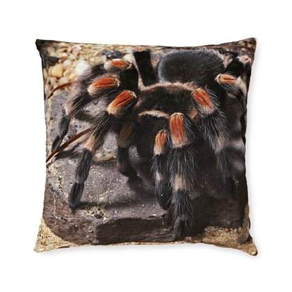 Tarantula Spider