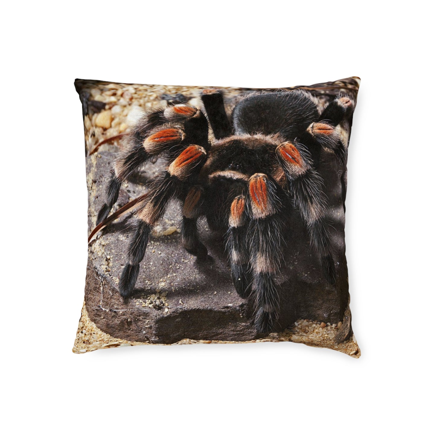 Tarantula Spider