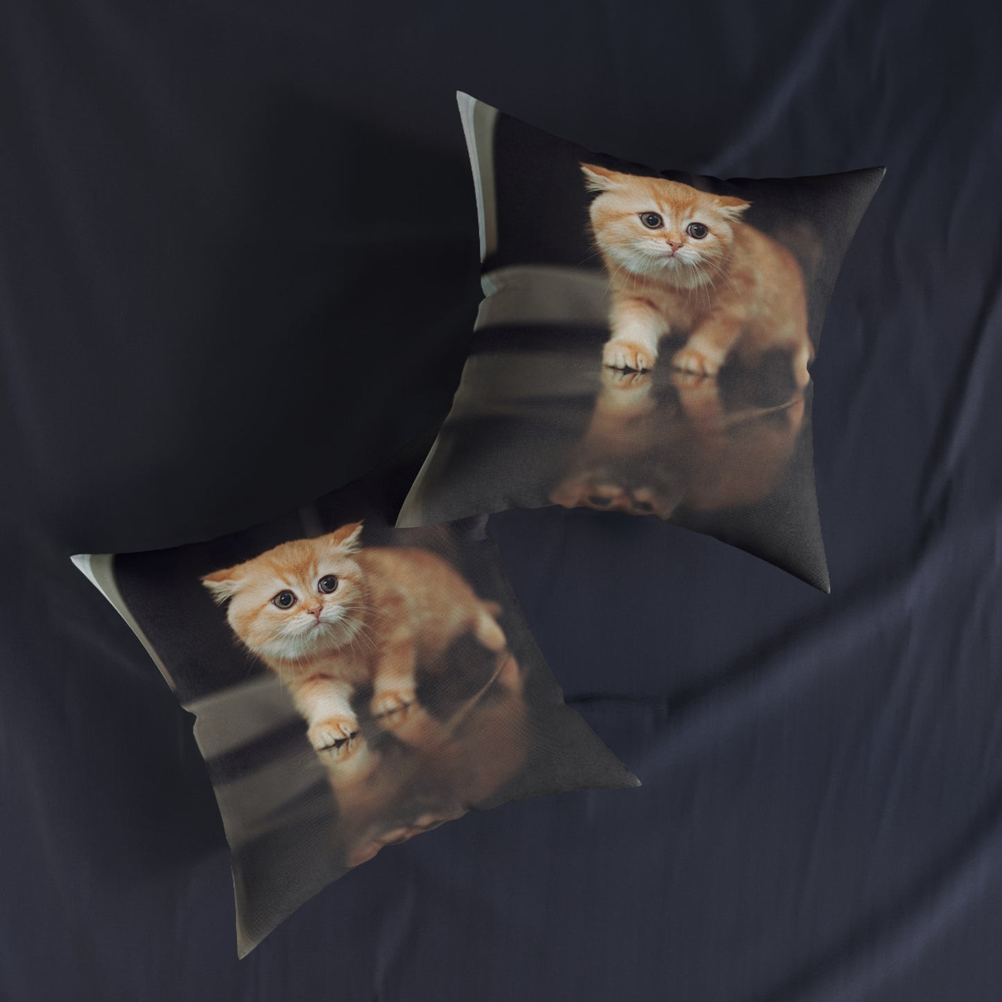 Kitten
