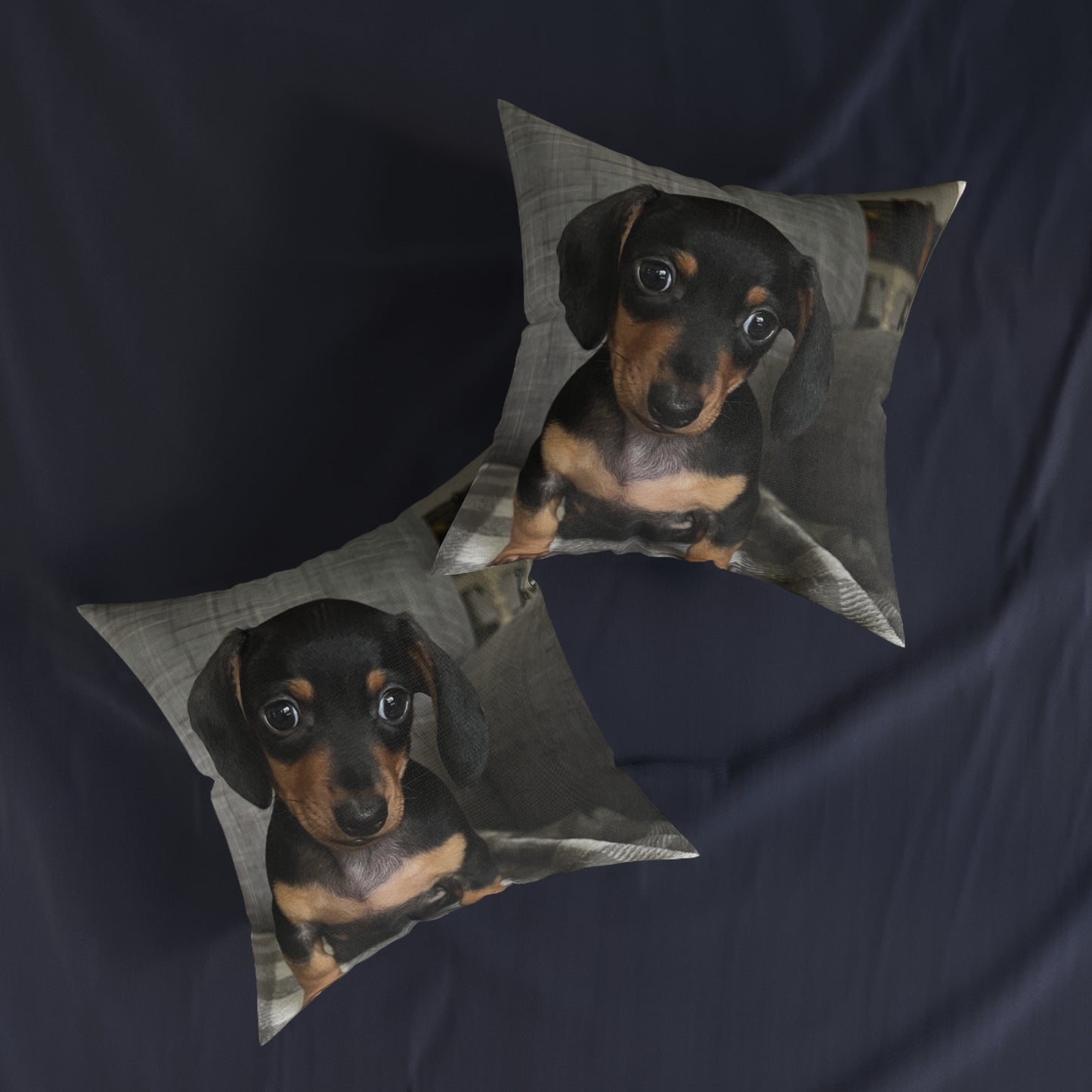 Dachshund Dog