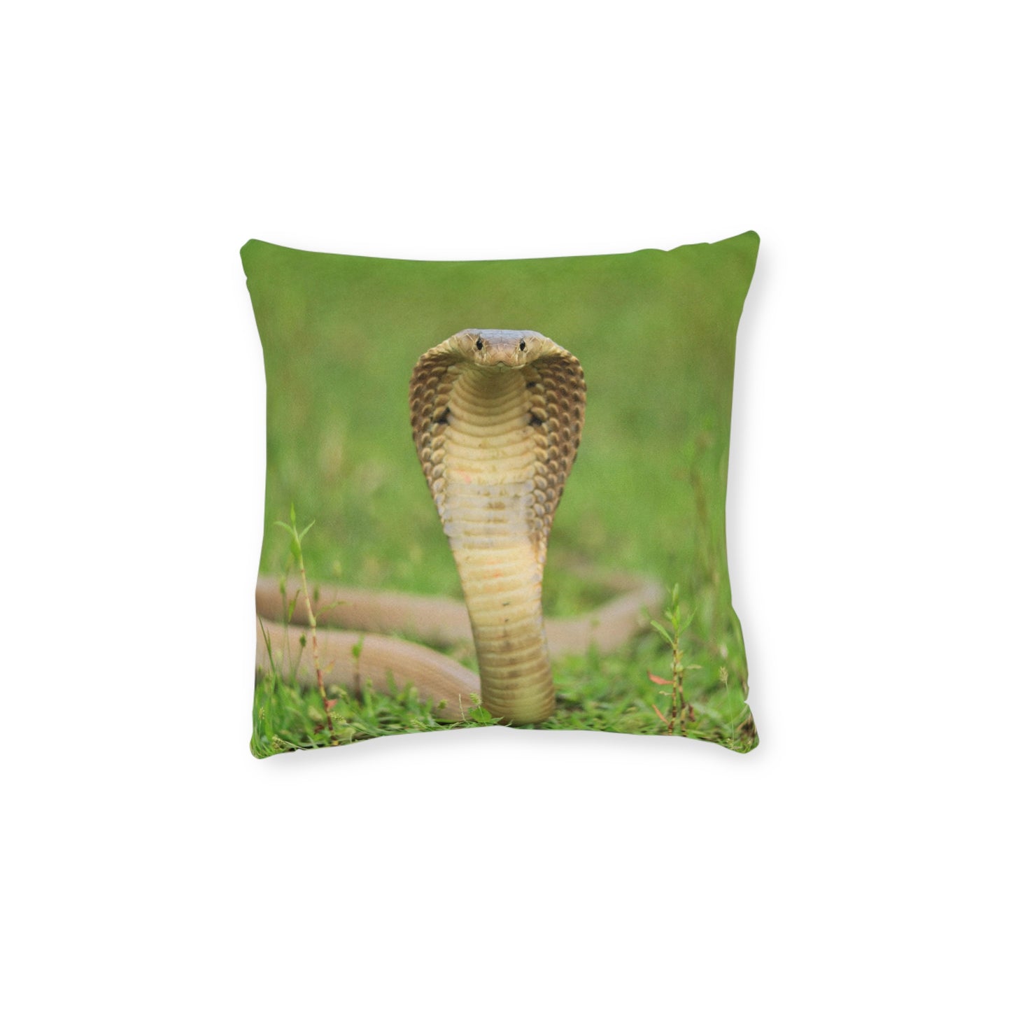 Cobra Snake