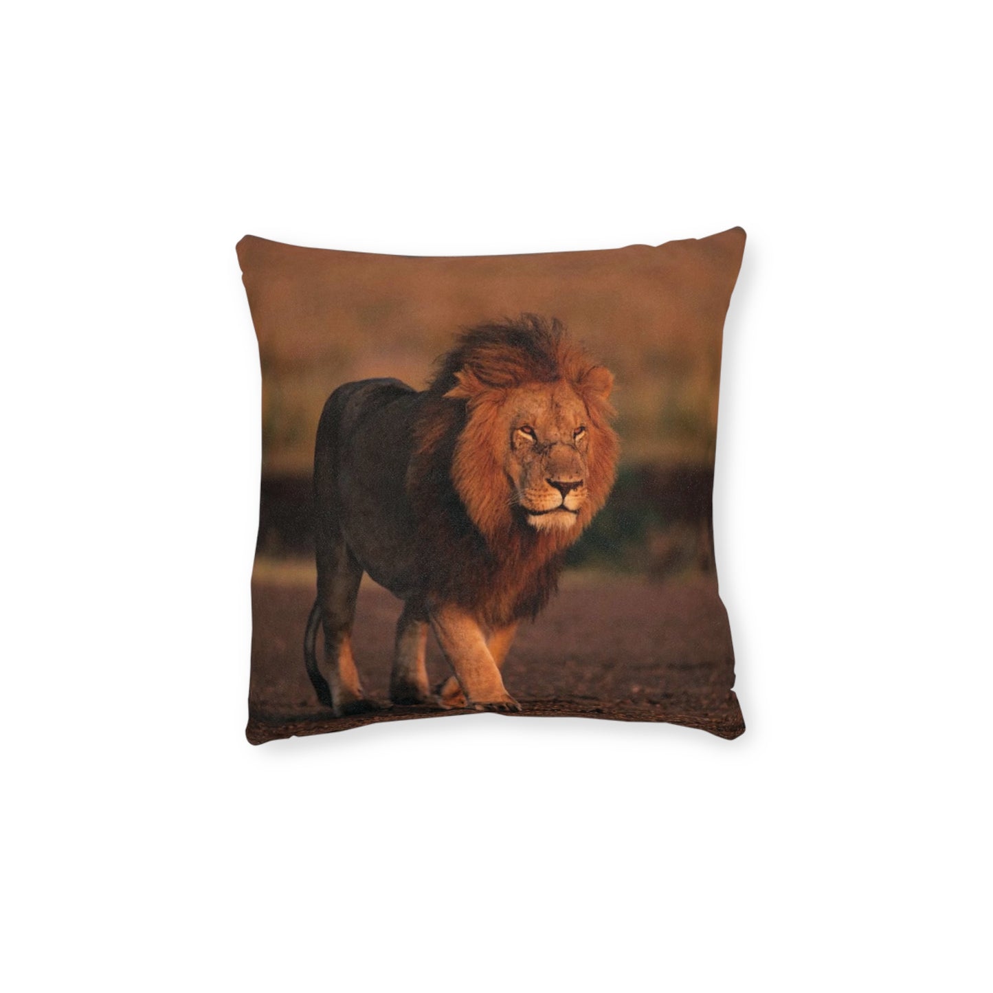 Lion Male