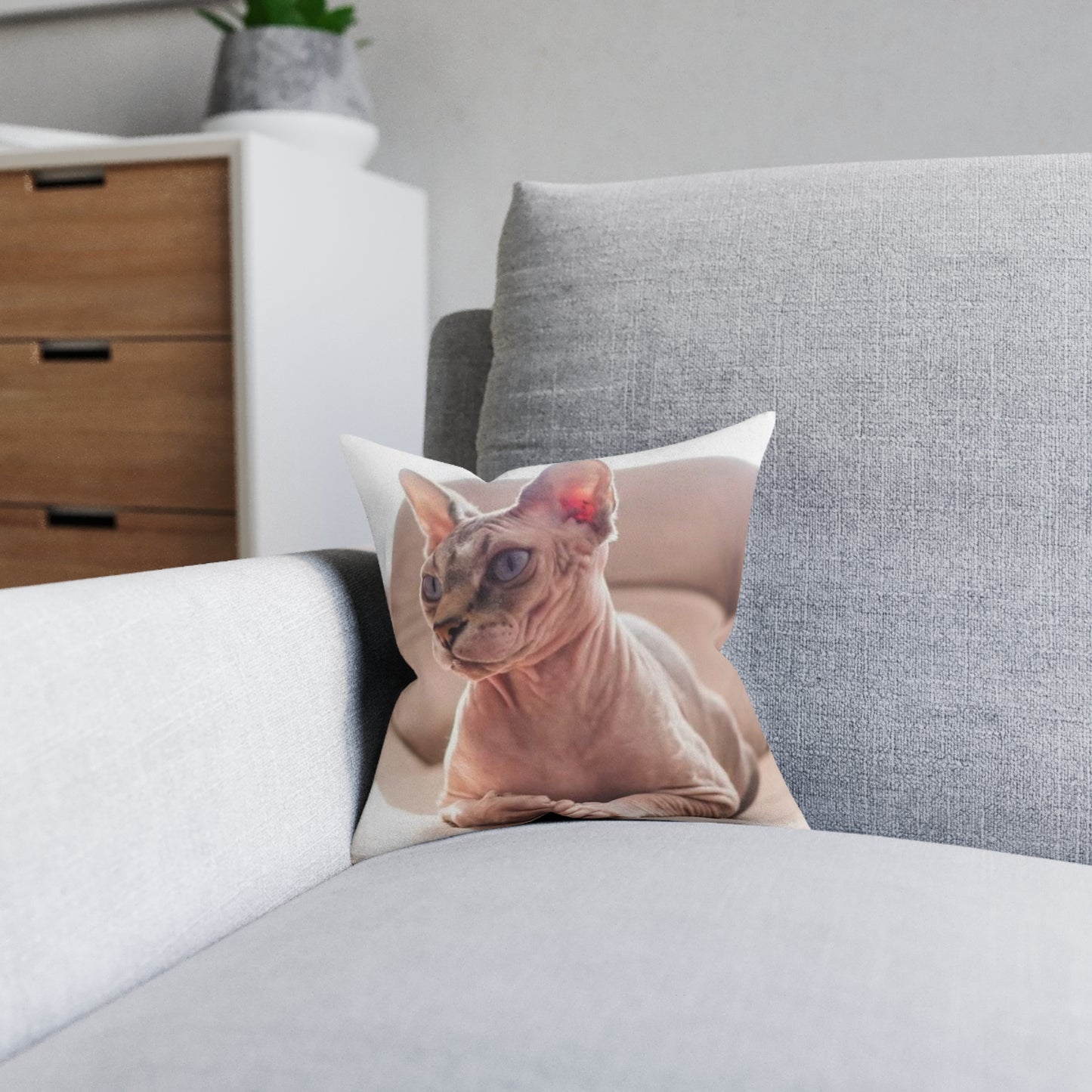 Hairless Cat
