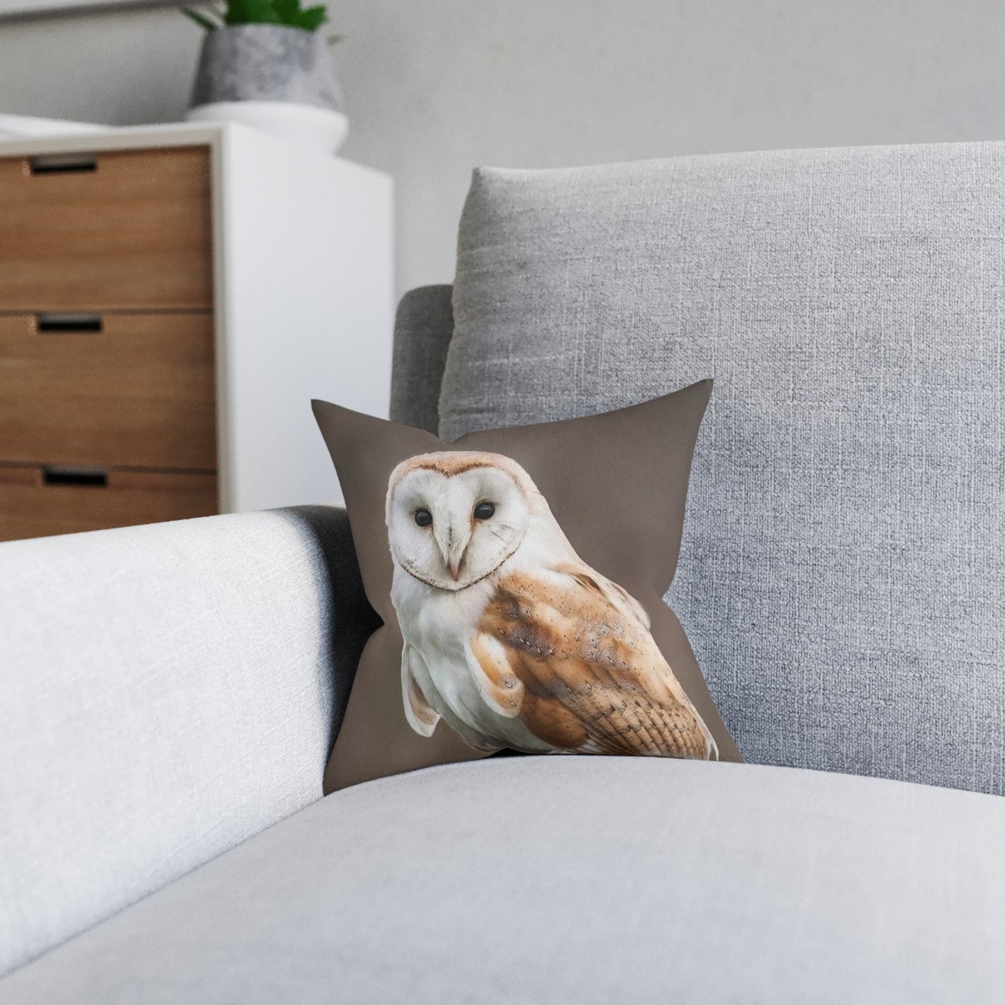 Barn Owl