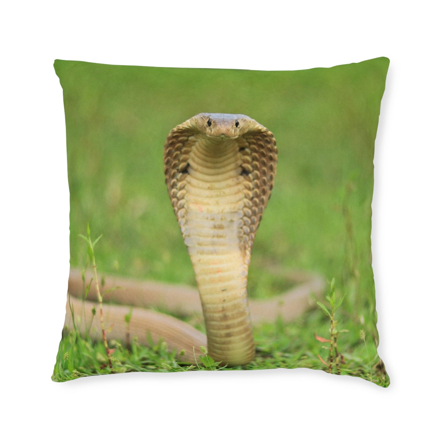 Cobra Snake