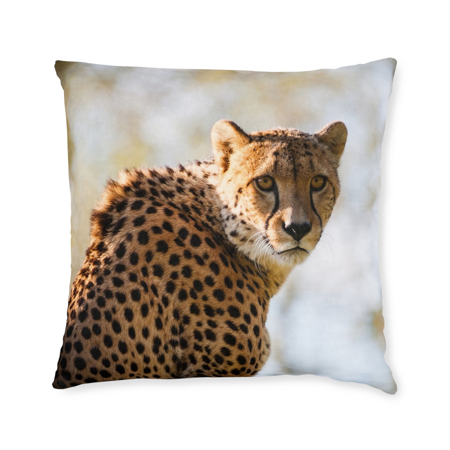 Cheetah