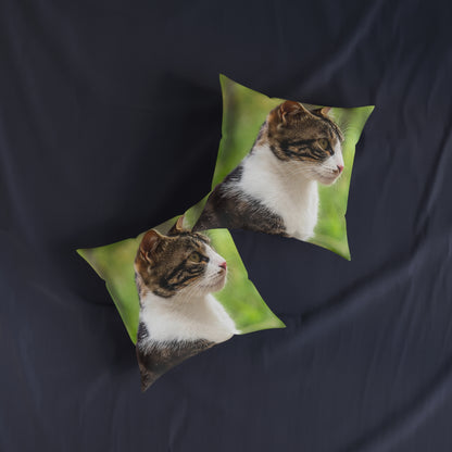 House Cat