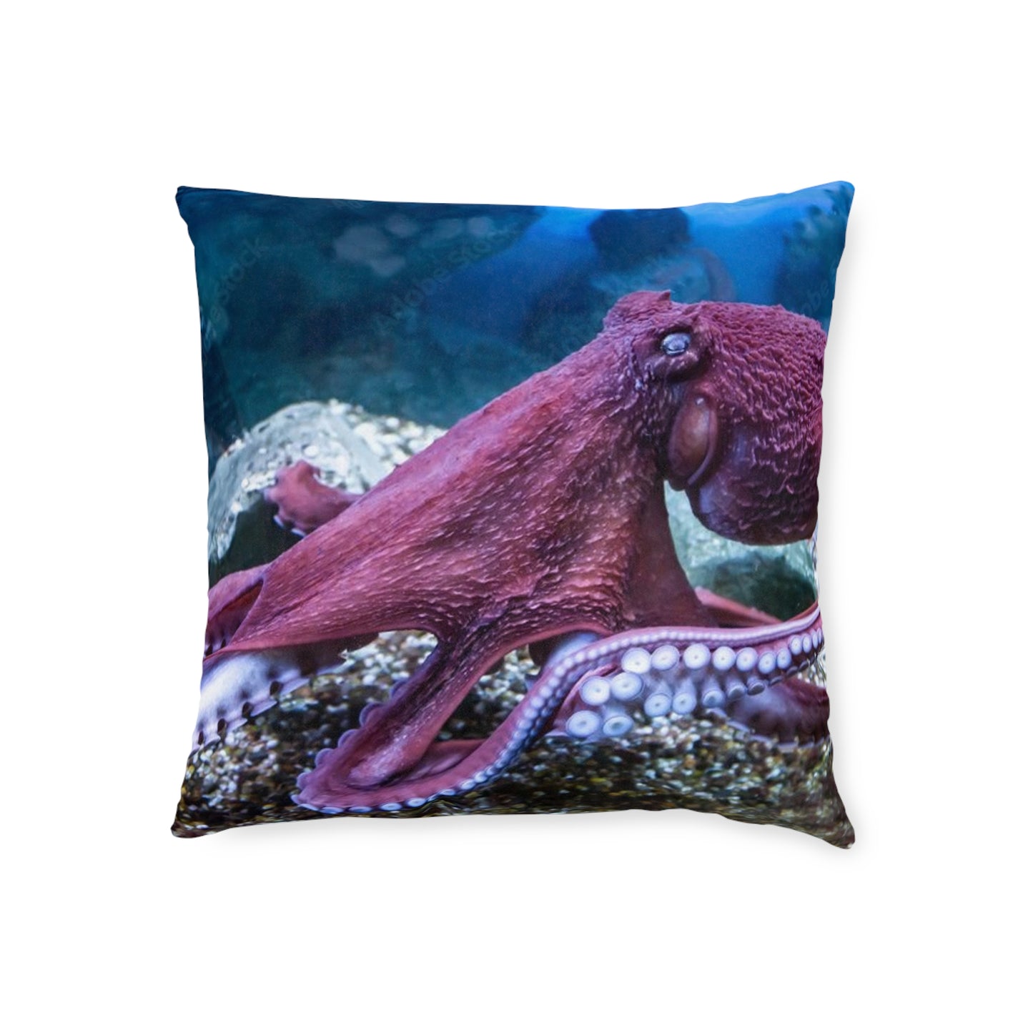 Octopus