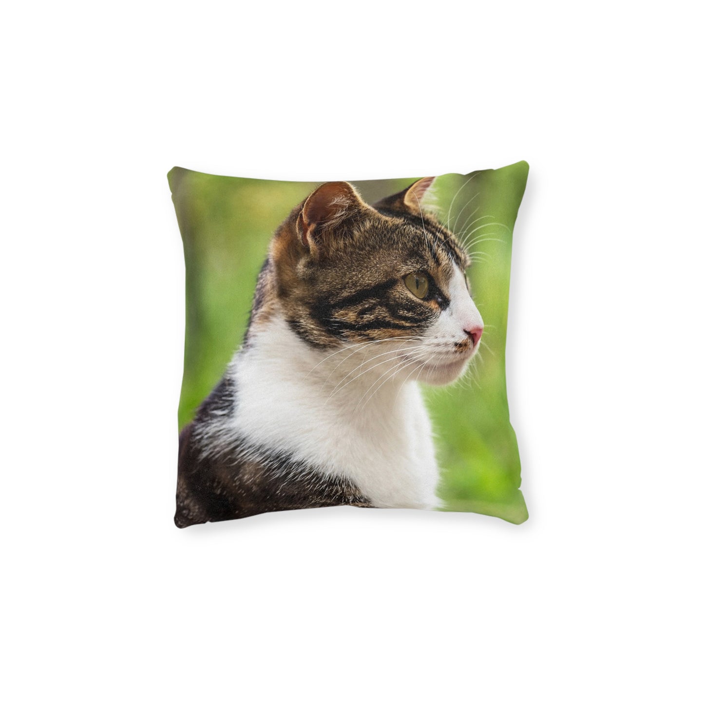 House Cat