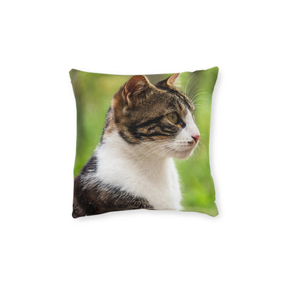 House Cat