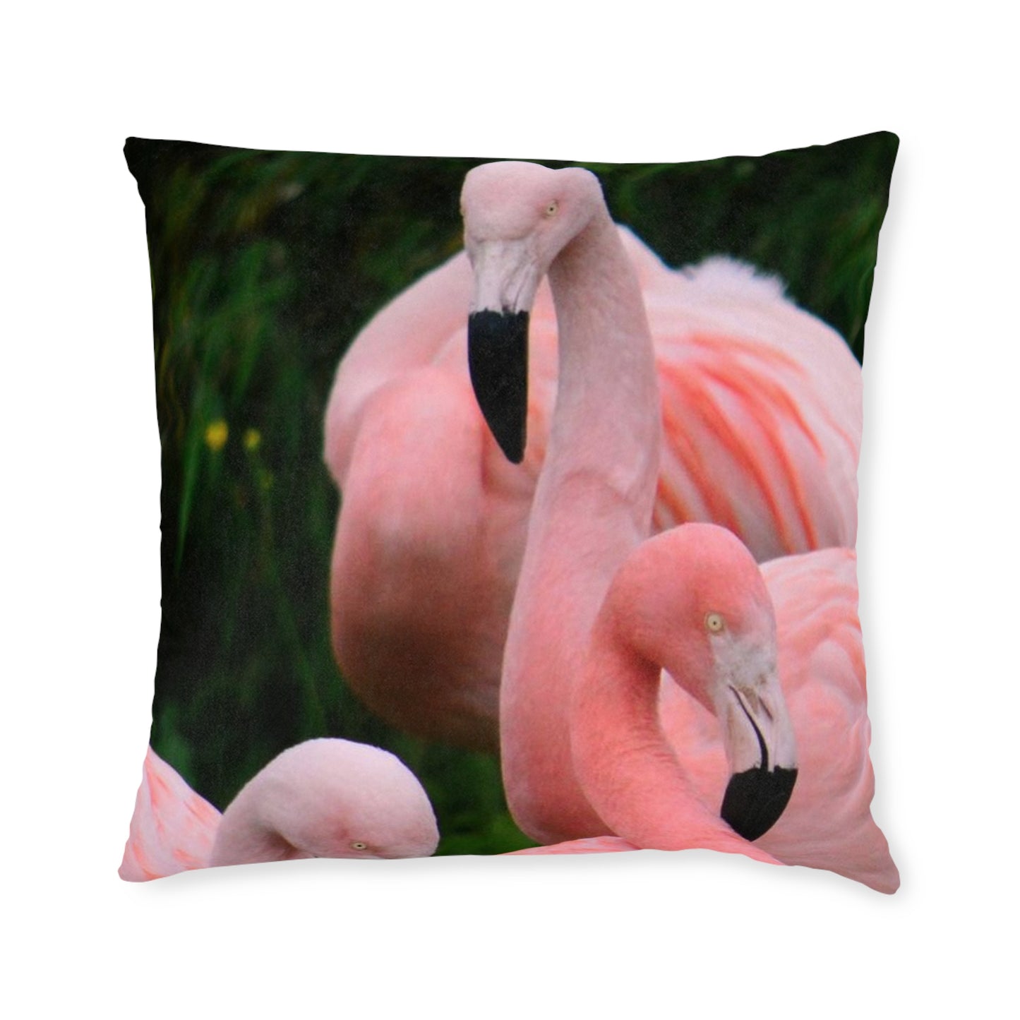 Flamingos