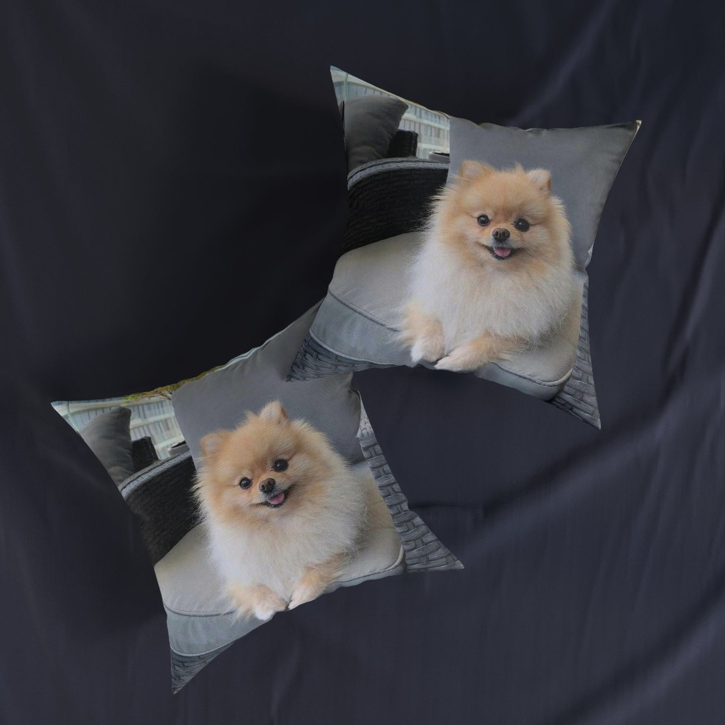 Pomeranian Dog