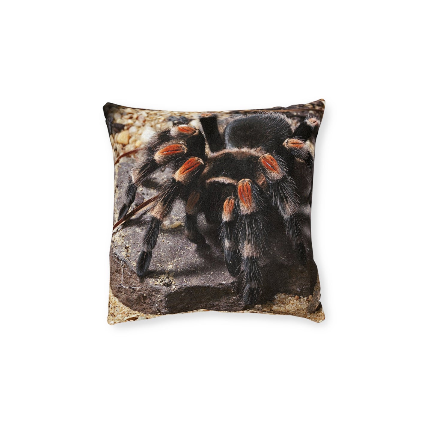 Tarantula Spider