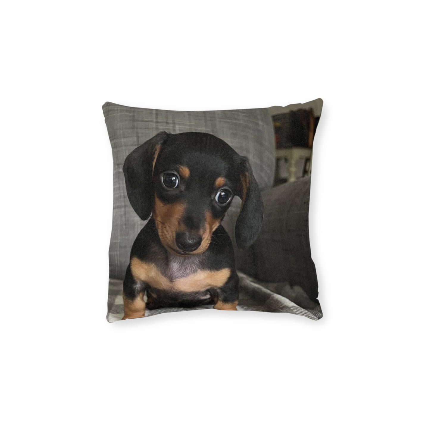 Dachshund Dog