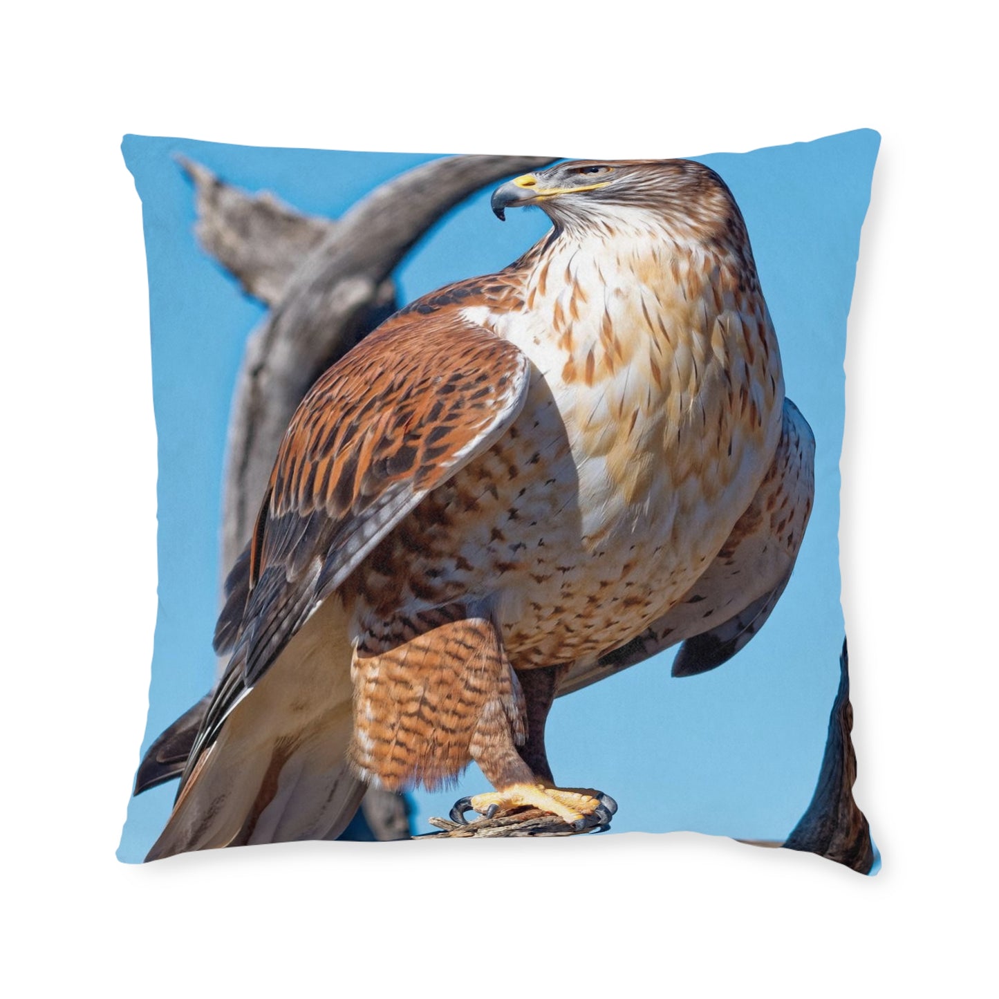 Hawk
