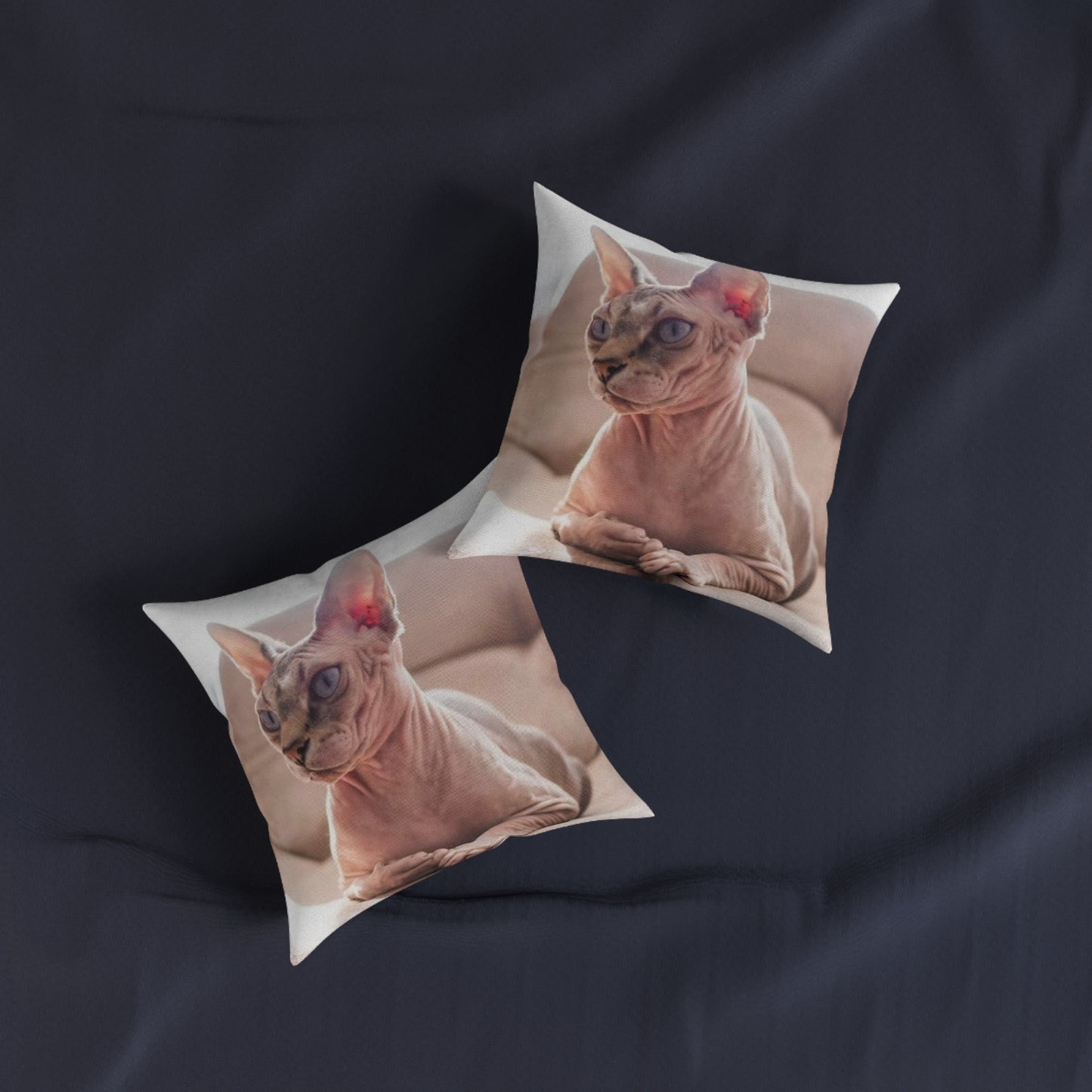 Hairless Cat