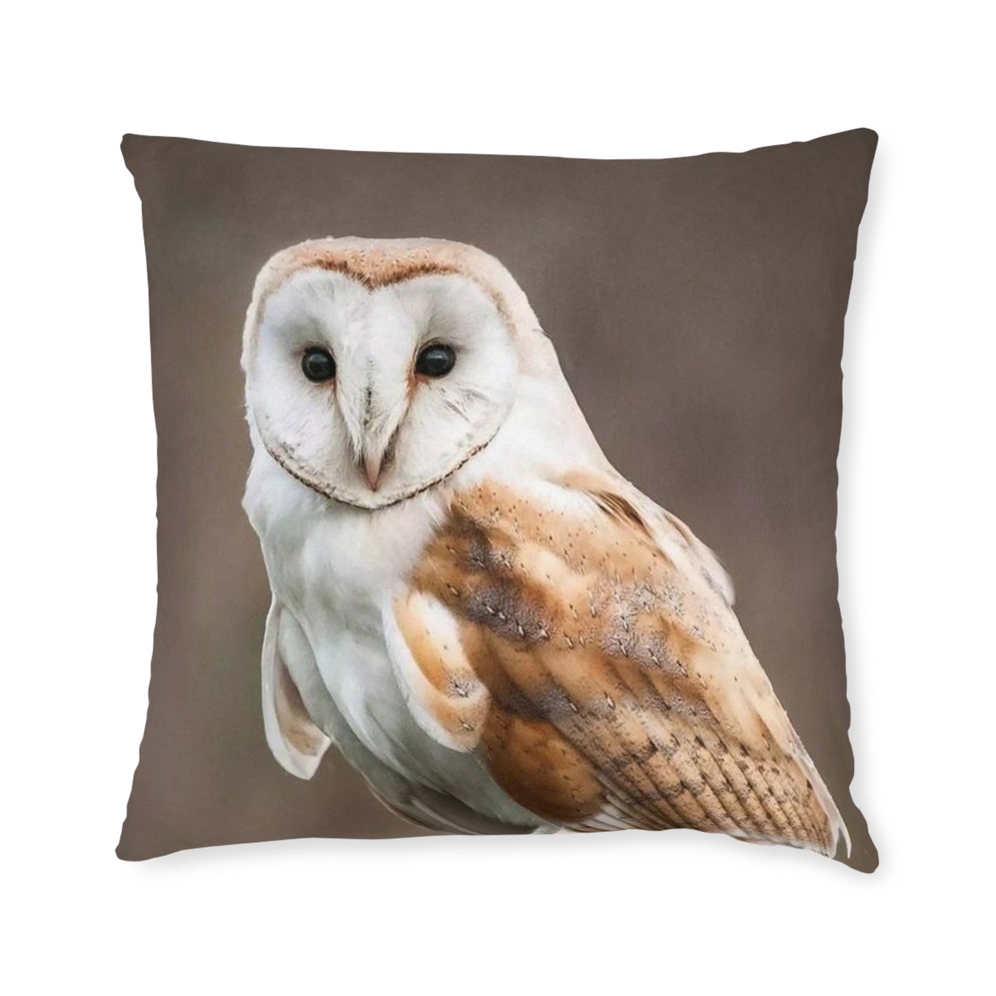 Barn Owl