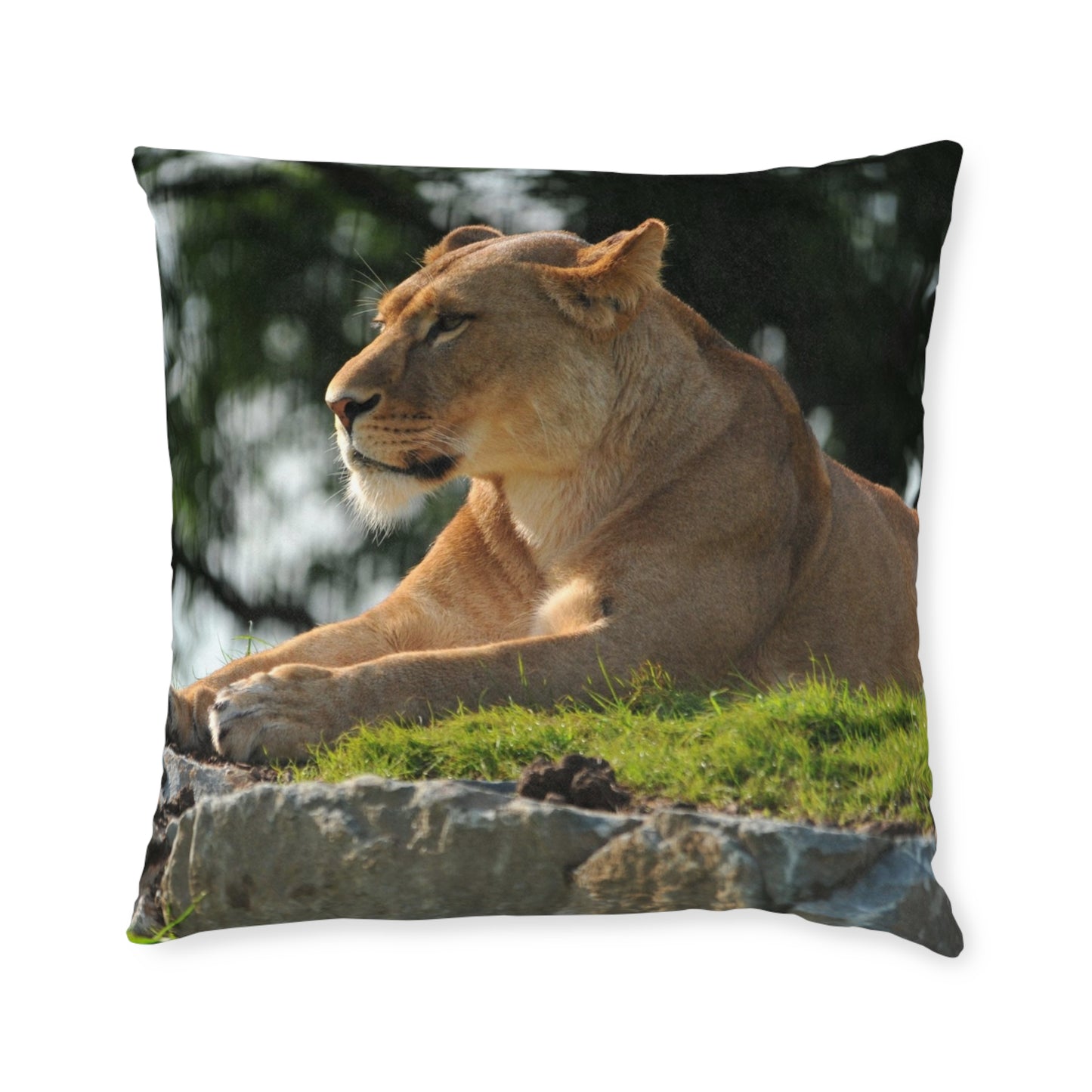 Lion Female