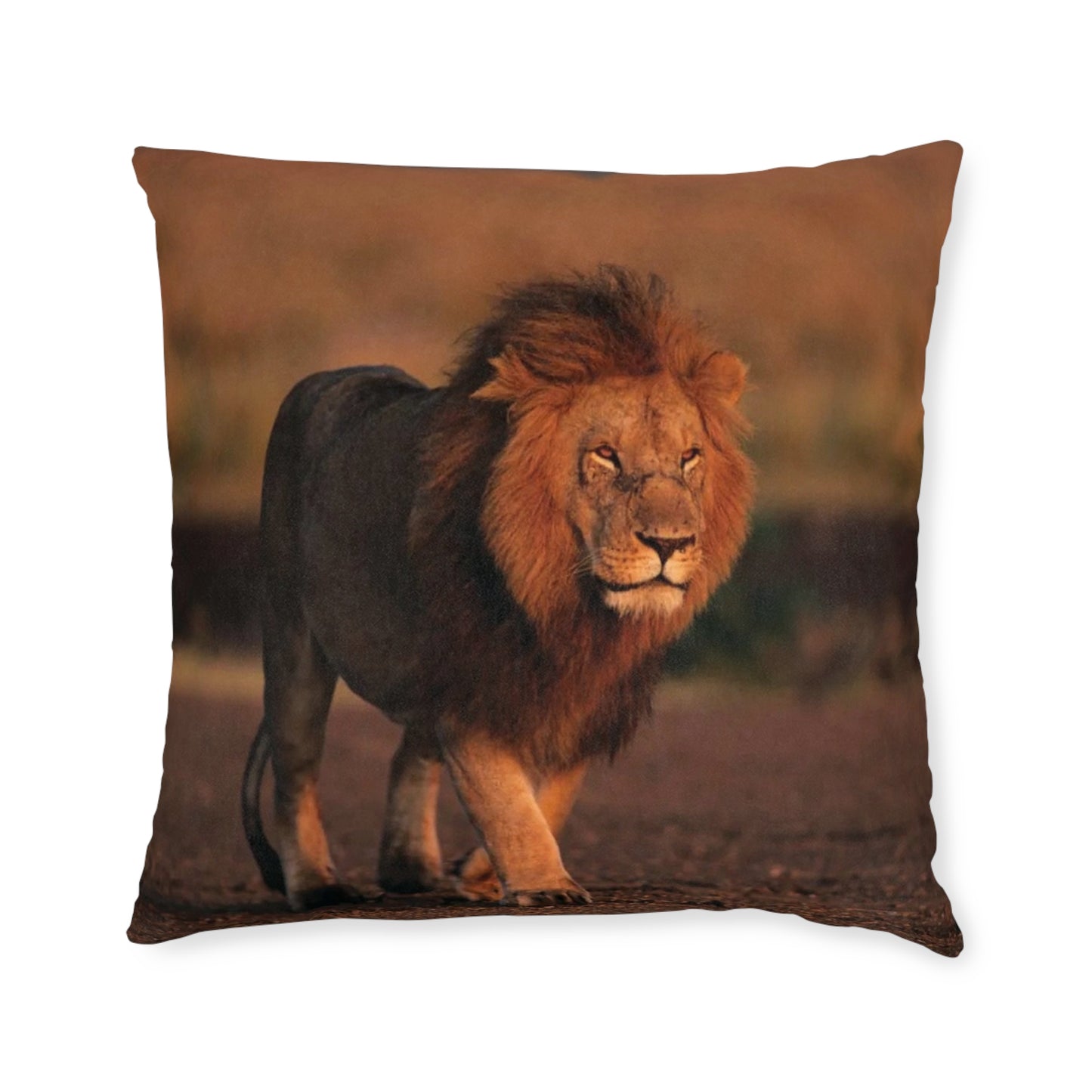 Lion Male
