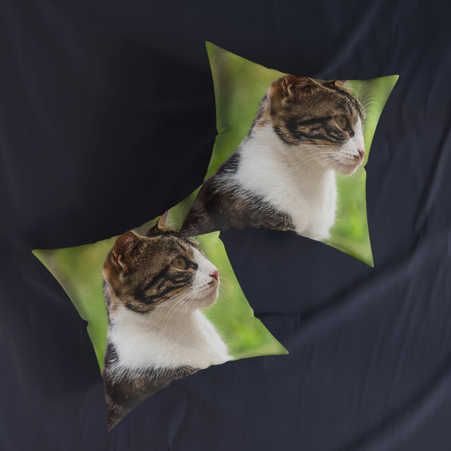 House Cat