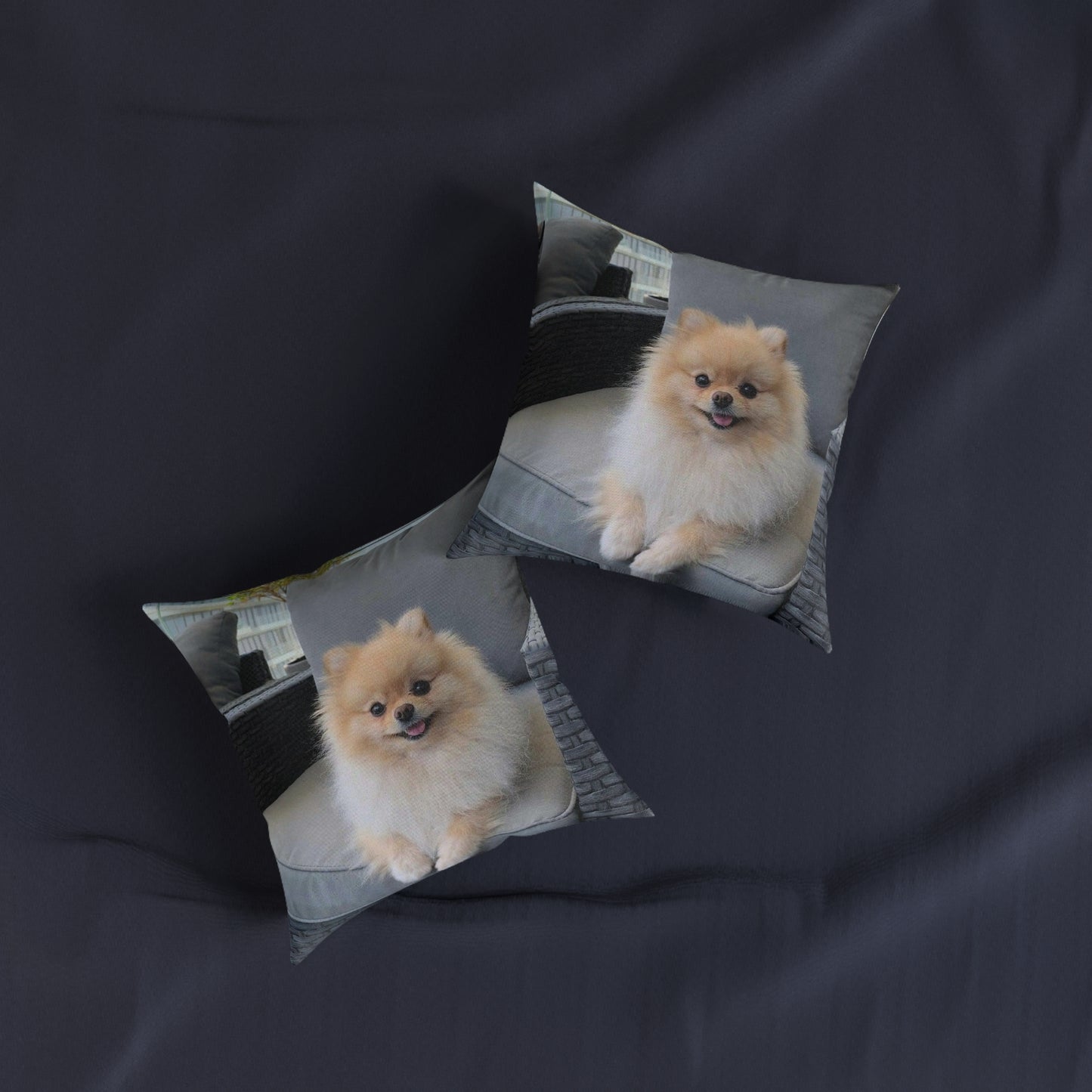 Pomeranian Dog