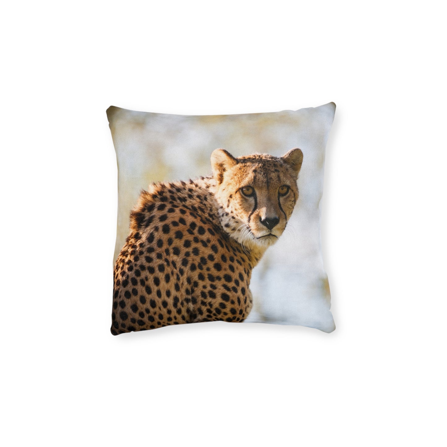 Cheetah