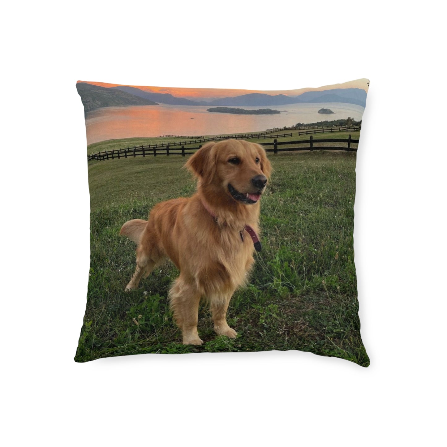 Golden Retriever Dog