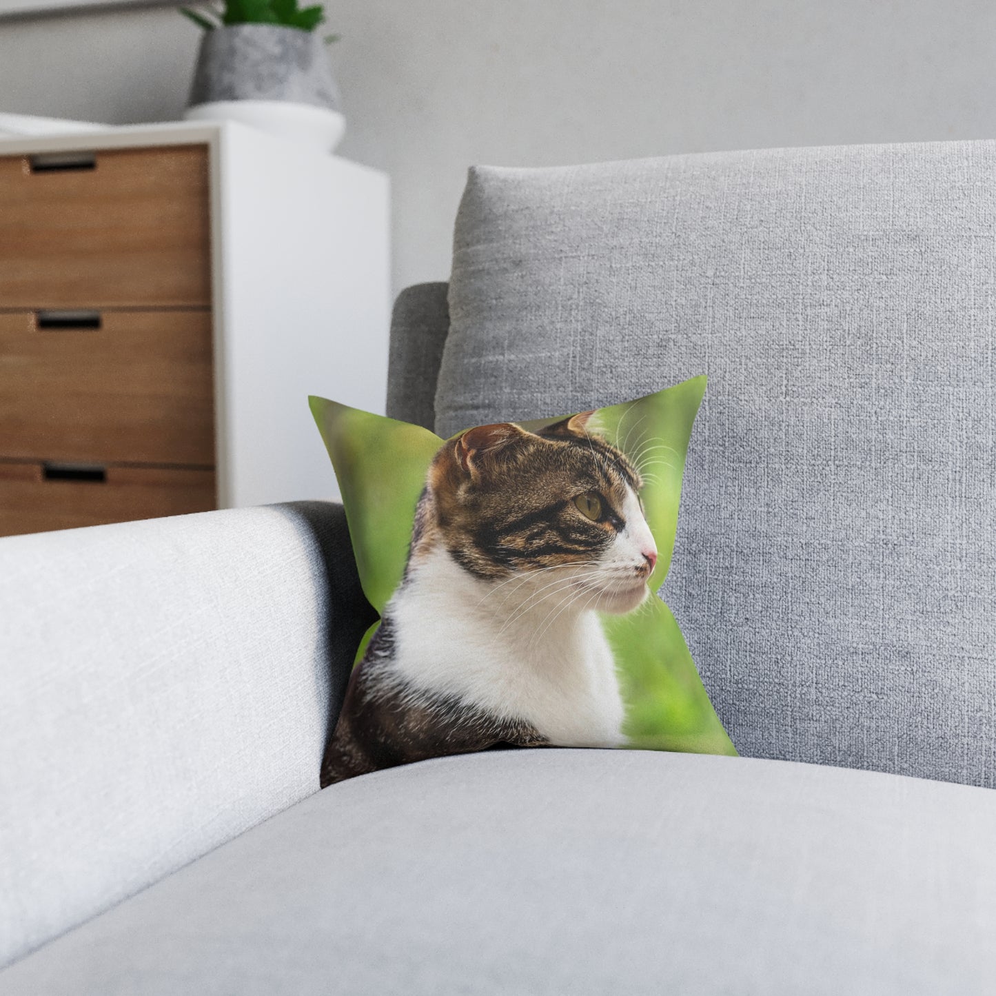 House Cat