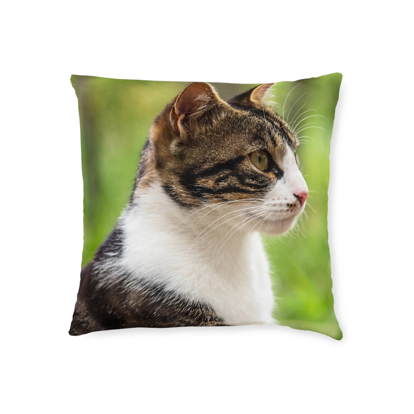 House Cat