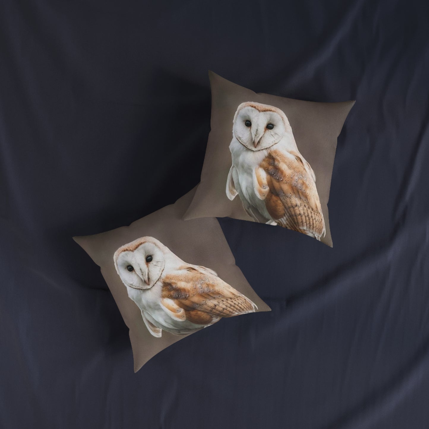 Barn Owl