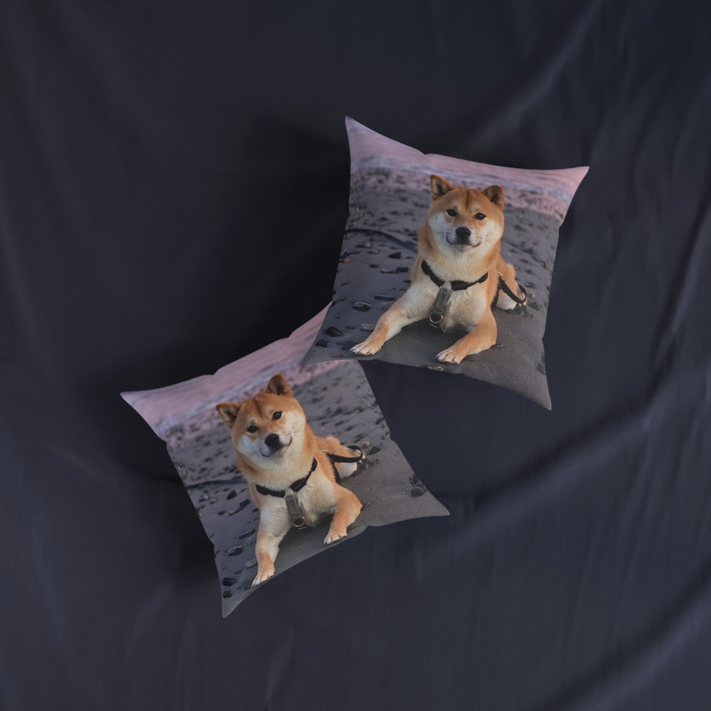 Shiba Inu Dog