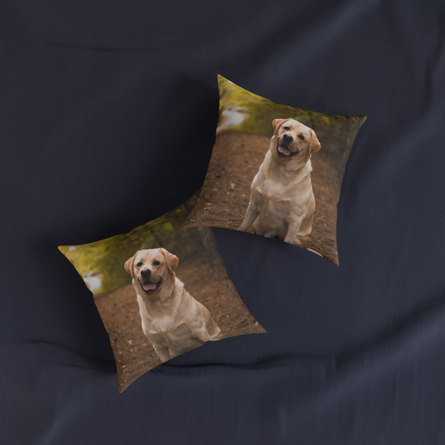Labrador Retriever Dog