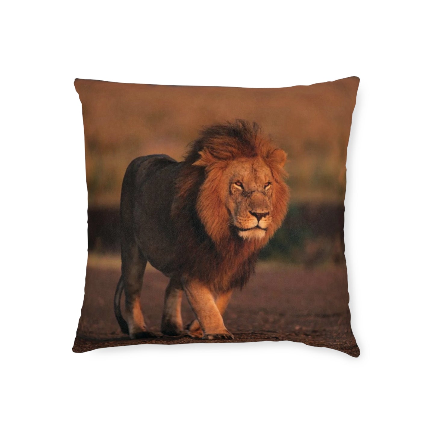 Lion Male