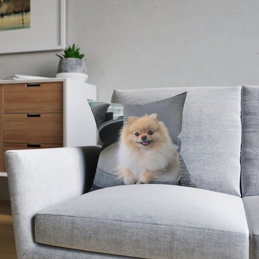 Pomeranian Dog