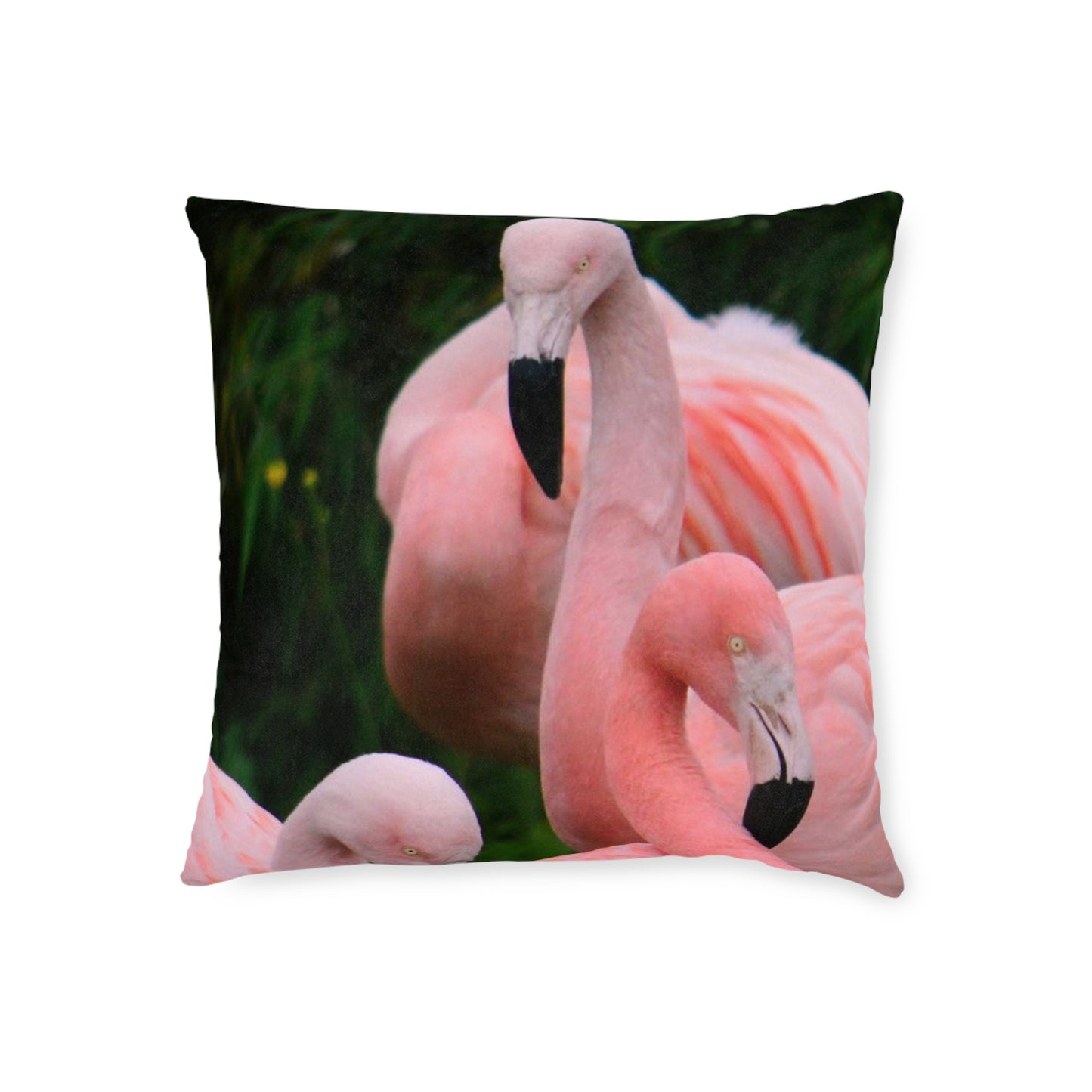Flamingos