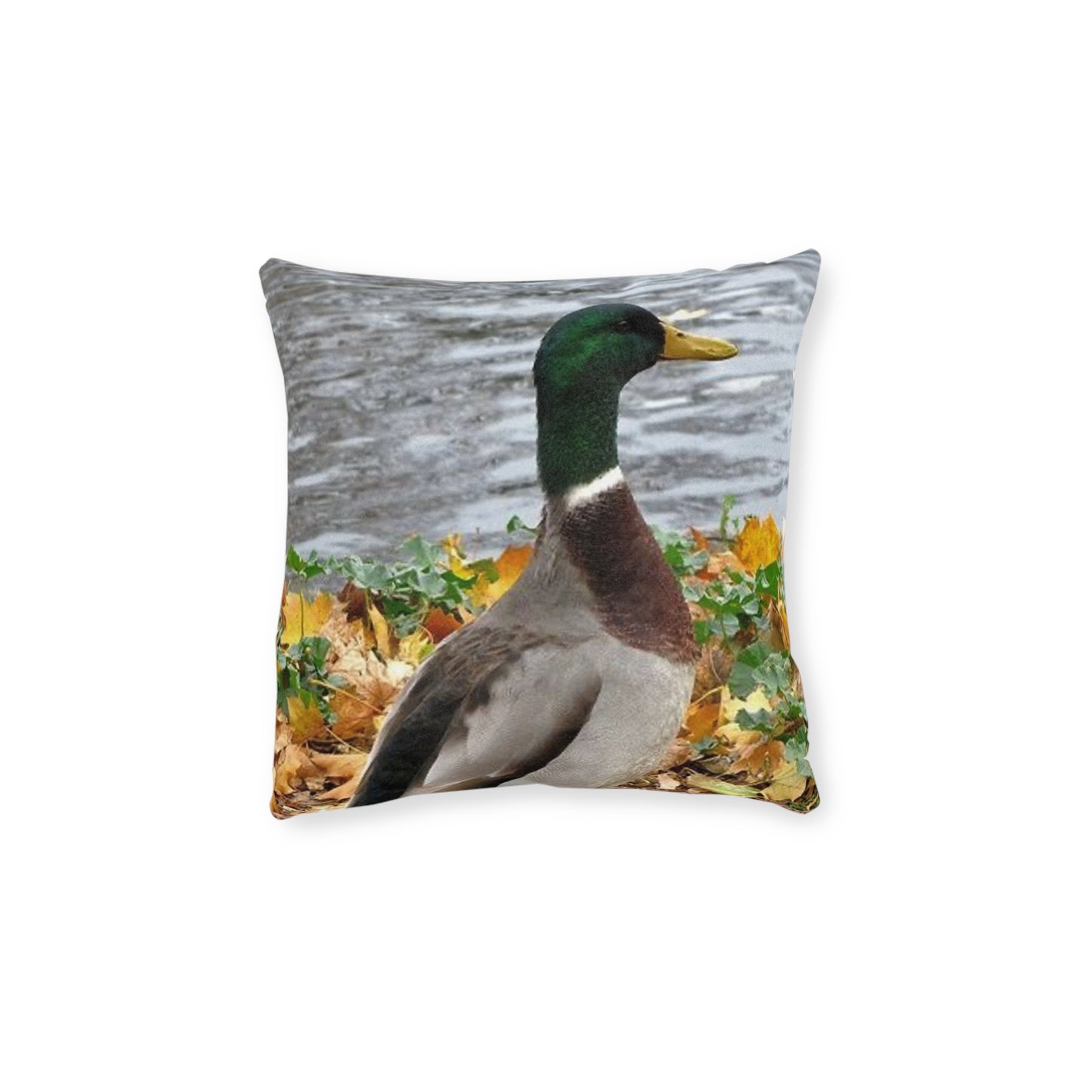Duck 2