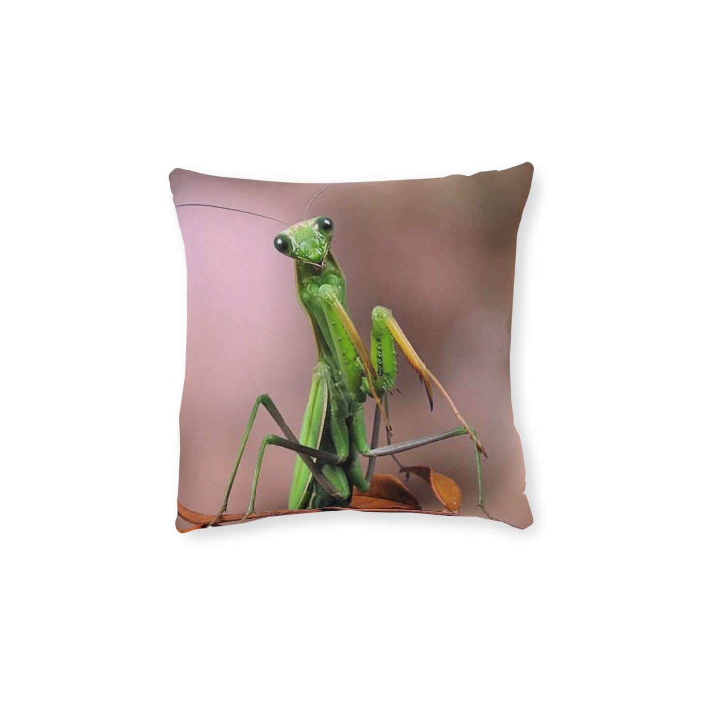 Praying Mantis