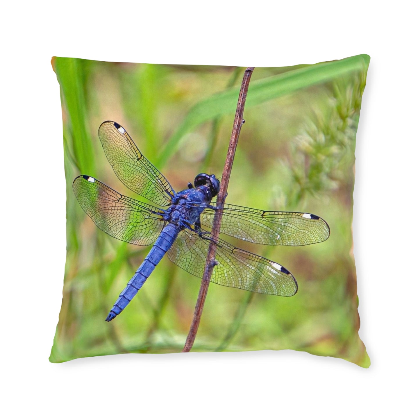 Dragonfly 2